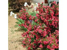  Weigela Bristol Ruby - 1,92.jpg