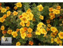  Potentilla f.Mango Tango - 3,04.jpg