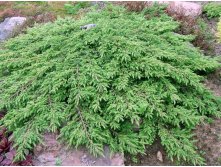  Juniperus comm Green Carpet - 1,78.jpg