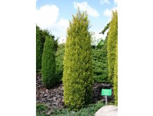  Juniperus comm.Gold Cone - 1,86.jpeg