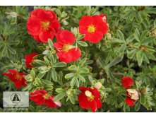 53a47d84c46e0_lapaka_potentilla_f.red_lady_-_251.jpg