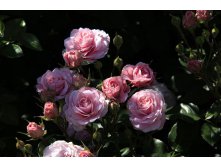 Rossetti Rose - 8,48