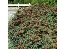   &#171; &#187; (Cotoneaster suesicus Coral Beauty) 200.jpg