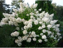    (Hydrangea paniculata ) 150.jpg