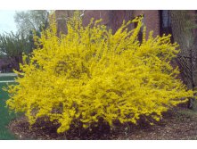   &#171;&#187; (Forsythia hybrida &#171;Goldzauber&#187;) 100.jpg