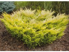   &#171;&#187; (Juniperus horisontalis&#171;Limeglow&#187;)  300.jpg