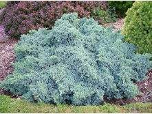    &#171; &#187; (Juniperus squamata Blue Star) 350.jpg
