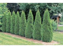   &#171;&#187; (Thuja occidentalis &#171;Smaragd&#187;) 300..jpg