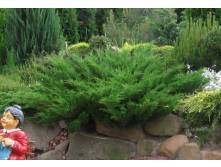   (Juniperus sabina "Tamariscifolia") - 1,95