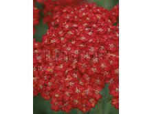 Achillea-Pretty-Woman.jpg