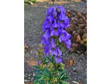 aconitum-carmi-arendsii.jpg