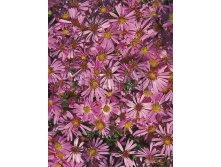 Aster-Wood's-Pink.jpg