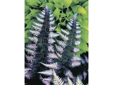 Athyrium-Ursula's-Red.jpg