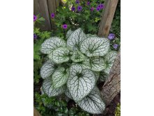 Brunnera-Jack-Frost4.jpg