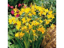 crocosmia-george-davidson.jpg