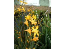 crocosmia-honey-angels.jpg