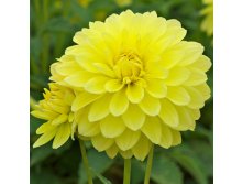 dahlia-melody-latin.jpg