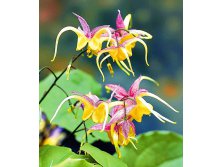 epimedium-fire-dragon.jpg