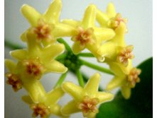 Hoya sp. Biakensis -   ..