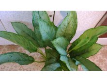  . Aglaonema Fridman-650-680  .