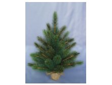 60_CM_ROYAL_OREGON_PINE_TREE_WITH_BURLAP.jpg