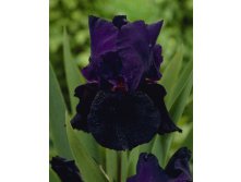 Iris germanica Black Tafetta 205,3. 3..jpg