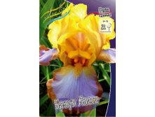 Iris germanica Brown Lasso 205,3. 3..jpg