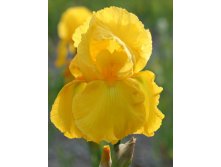 Iris germanica Caroline Gold 205,3. 3..jpg