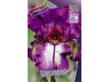 Iris germanica Masquerade 205,3. 3..jpg