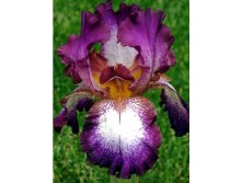 Iris germanica Tennison Ridge 205,3. 3..jpg