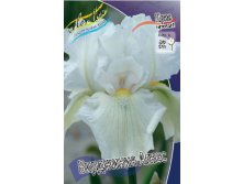 Iris germanica Virginia Agnes 205,3. 3..jpg