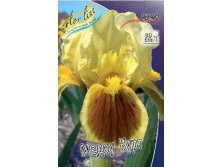 Iris pumila Meadowcourt 154,3.  3..jpg