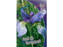 Iris sibirica Flight Of Butterflies 186,4. 3.jpg