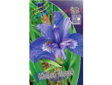 Iris sibirica Mabel Coday 139,00.  3.jpg