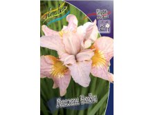 Iris sibirica Lemon Veil 186,4.  3.jpg