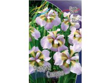 Iris sibirica Rikugi Sakura 139,00.  3.jpg