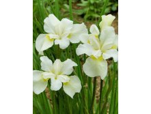 Iris sibirica White Swirl 139,00.  3.jpg