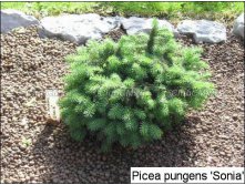 160.  Picea pungens Sonia.jpg