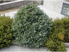 68,3.  Chamaecyparis pisifera Boulevard.jpg