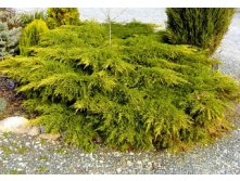 68,3.  Juniperus chinensis Kuriwao Gold.jpg
