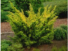 79,9.  Juniperus chinensis Aurea.jpg