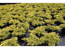 79,9.  Juniperus communis Goldschatz.jpg