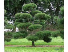 78,4.  Pinus nigra nigra.jpg