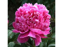 paeonia-lactiflora-pink-2.jpg