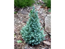 135,7.  Picea glauca Blue Wonder.jpg