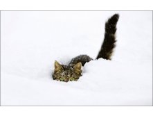 cat-in-snow-029.jpg