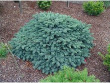 Picea abies Waldbrund.JPG