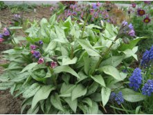   (pulmonaria Majesty)-80 .