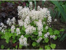   (Tiarella cordifolia) - 60 .