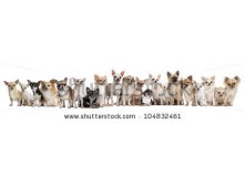 stock-photo-group-of-chihuahuas-sitting-against-white-background-104832461.jpg
